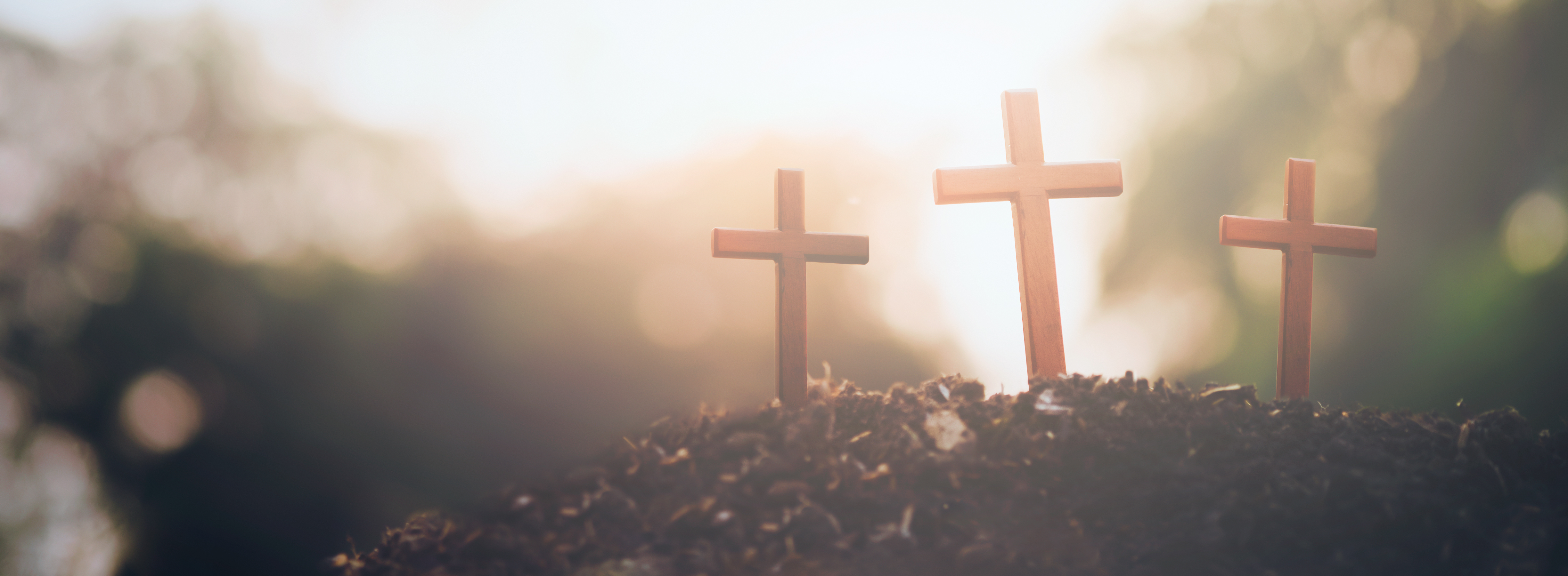 Soniasingh Cover Image